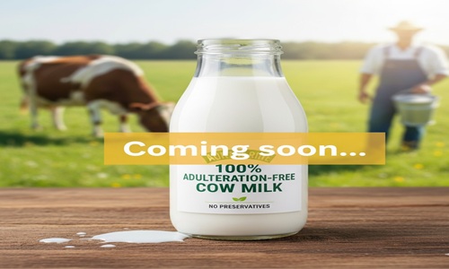 Cow Milk